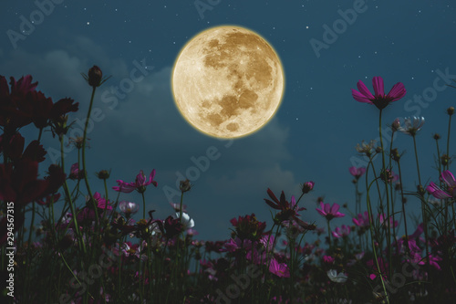 Fotografía Dark cosmos flower with full moon at night.