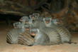 Zebramanguste (Mungos mungo) Gruppe schutzsuchend, Afrika
