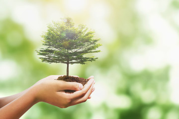 Wall Mural - hand holding tree with sunlight in nature background. concept save world and enevironment earth day