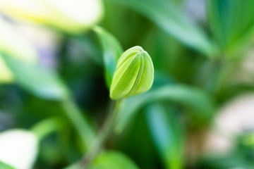 bud of a flower