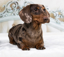 Dachshund dog portrait over white background