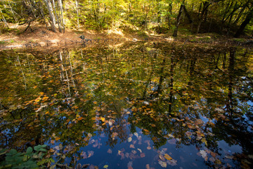 Wall Mural - Colorful autumn leaves floating on the water