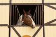 adorable photogenic brown and white horse cute sight from stall