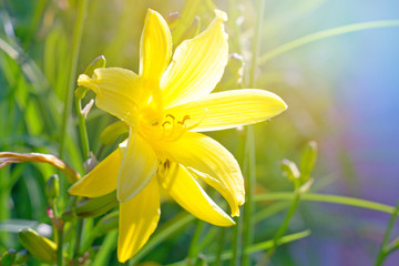 Beautiful yellow flower on spring green field in nature macro on soft blurry light background. Concept spring summer, elegant gentle artistic image, copy space.