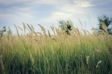 ears in the field