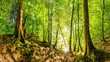 canvas print picture - Vom Licht der Sonne durchfluteter Wald wie aus dem Märchen mit zwei alten Bäumen im Vordergrund