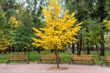 One Bright Yellow Tree In City Park Between Green Plants And Wooden Benches. Autumn Season Beginnings