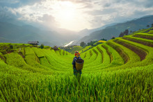 Tribal Woman, Farmer, With Paddy Rice Terraces, Agricultural Fields In Countryside Of Mu Cang Chai, Yen Bai, Mountain Hills Valley In South East Asia, Vietnam. Nature Landscape Background.