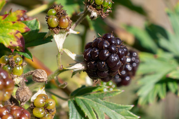 Wall Mural - bunch of ripe and unripe blackberries on a bush in the garden