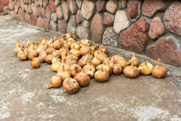 Wall Mural - Harvesting onions in plastic boxes.