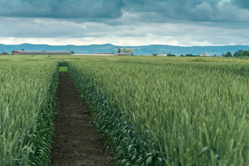 Wall Mural - Cereal crop landscape with processing plant in background