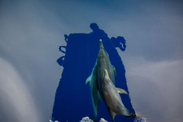  ボートに興味を持ってバウライドするミナミハンドウイルカの親子