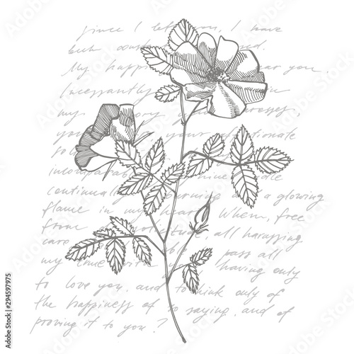 Wild rose flowers drawing and sketch illustrations. Decorative floral set for...