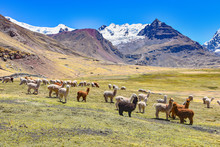 A Pack Of Alpacas And Llamas Graze Agains The Backdrop Of Mt Ausungate. Cusco, Peru