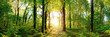 Lichtung in einem Wald mit großen Bäumen im Licht der untergehenden Sonne