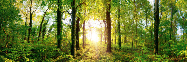 Poster - Lichtung in einem Wald mit großen Bäumen im Licht der untergehenden Sonne