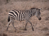 Fototapeta Sawanna - zebra in nairobi national park