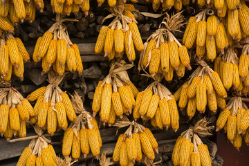 yellow dry corns tied on the wall