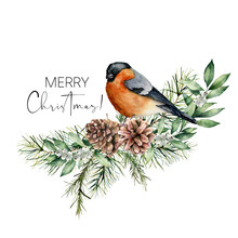 Watercolor Christmas Card With Bullfinch And Floral Decor. Hand Painted Bird, Pine Cones, Fir And Eucalyptus Branches Isolated On White Background. Holiday Print For Design, Print Or Background.