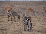 Fototapeta Sawanna - zebra in africa