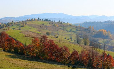 Wall Mural - Nice autumn landscape in mountains, Carpathians, Ukraine