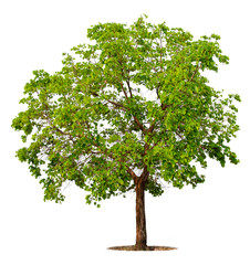 Wall Mural - Big green tree isolated on white background with clipping path. Tropical trees