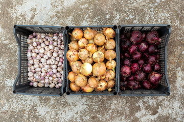 Wall Mural - Harvesting onions in plastic boxes.