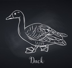 Poster - Duck outline icon, chalkboard style.