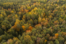 Aerial View Of Thick Forest In Colourful Autumn Season In Gauja National Park, Latvia.