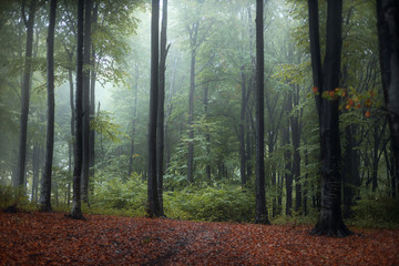 Poster - Strange blue light in foggy forest
