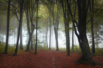 Poster - Beautiful trail in autumn foggy forest. Red leaves on the ground