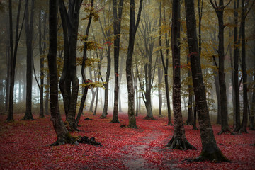 Poster - Beautiful trail in autumn foggy forest. Red leaves on the ground