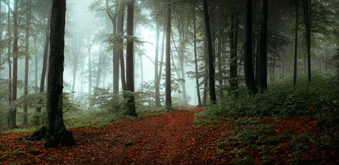 Fototapeta ścieżka park natura piękny las