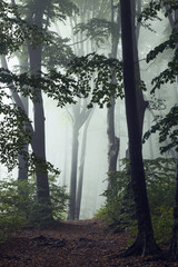 Poster - Fairy tale trail in autumn foggy forest. Strange mist in the woods