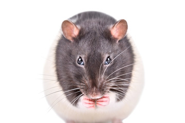 Wall Mural - Portrait of a funny sly rat isolated on white background