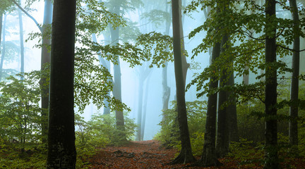 Poster - Panoramic trail in foggy forest. Creepy light inside the forest during autumn misty morning