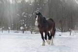 Fototapeta  - horse on winter pasture