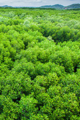 Wall Mural - Aerial view of mangrove forest.