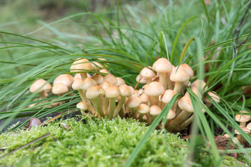 small_mushrooms