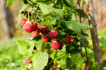 Wall Mural - raspberries hanging on a bush