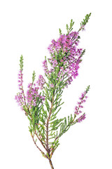Wall Mural - blossoming fine pink heather isolated lush branch