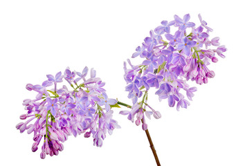 Wall Mural - light blue lilac flowers isolated on white