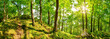 canvas print picture - Wunderschöner Wald mit alten Bäumen, einem weißen Felsen im Vordergrund und strahlender Sonne im Hintergrund