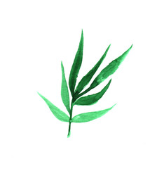  Watercolor hand painted element. Green leaf. Nature detail image for design projects.