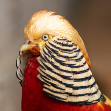 Portrait Of A Male Pheasant In A Zoo