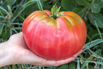 Wall Mural - Giant tomato in hand