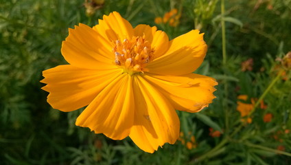 yellow flowers in the garden