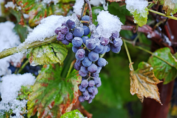 Wall Mural - Snow on Violet Grapes