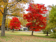 Red Maple Trees In Gardens In The Fall
