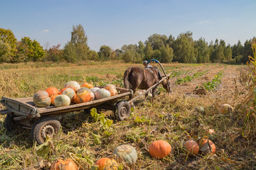an old man picks and loads a pumpkin crop on thanksgiving autumn festival